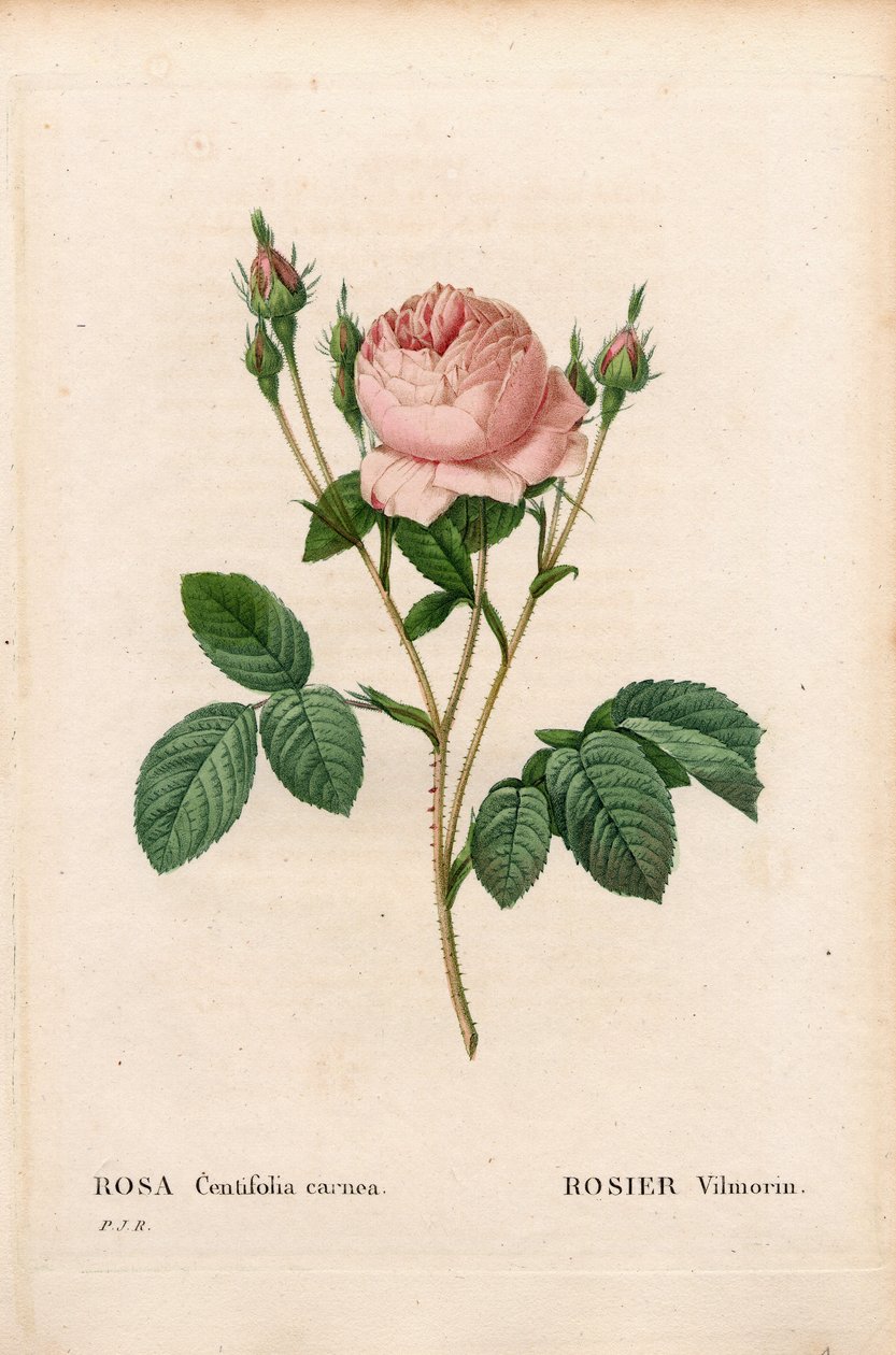 Rosa Vilmorin, Rosa centifolia Vilmorin von Pierre Joseph Redouté