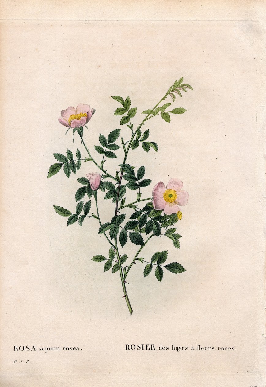 Rosa Heckenrose, Rosa aggrestis Varietät, Rose der Hecken mit rosa Blüten. Handkolorierte Punktkupferstich aus Pierre Joseph Redouté
