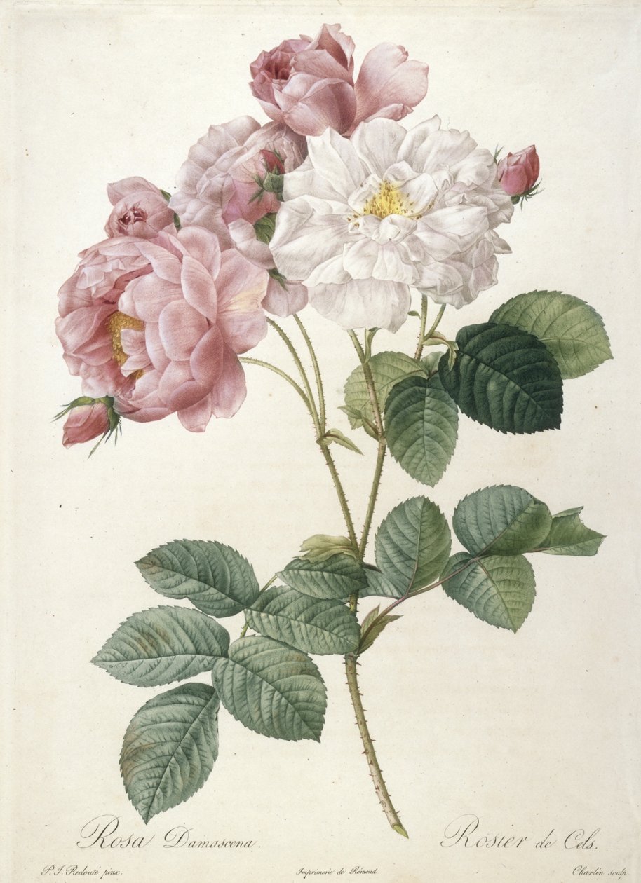 Rosa Damascena, Rosier de Cels, aus Les Roses, 1817-24 von Pierre Joseph Redouté