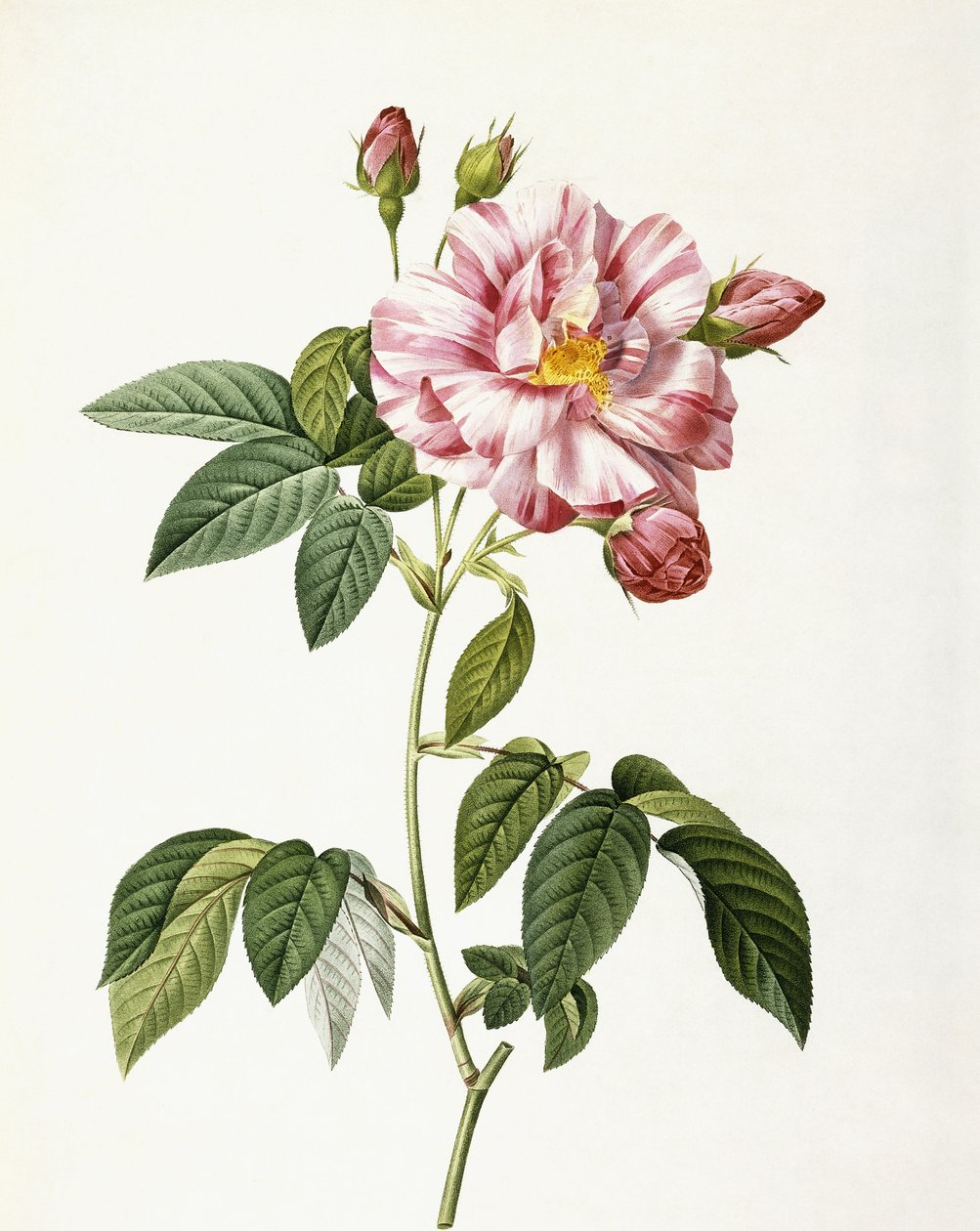 Rosa Gallica Versicolor von Pierre Joseph Redouté