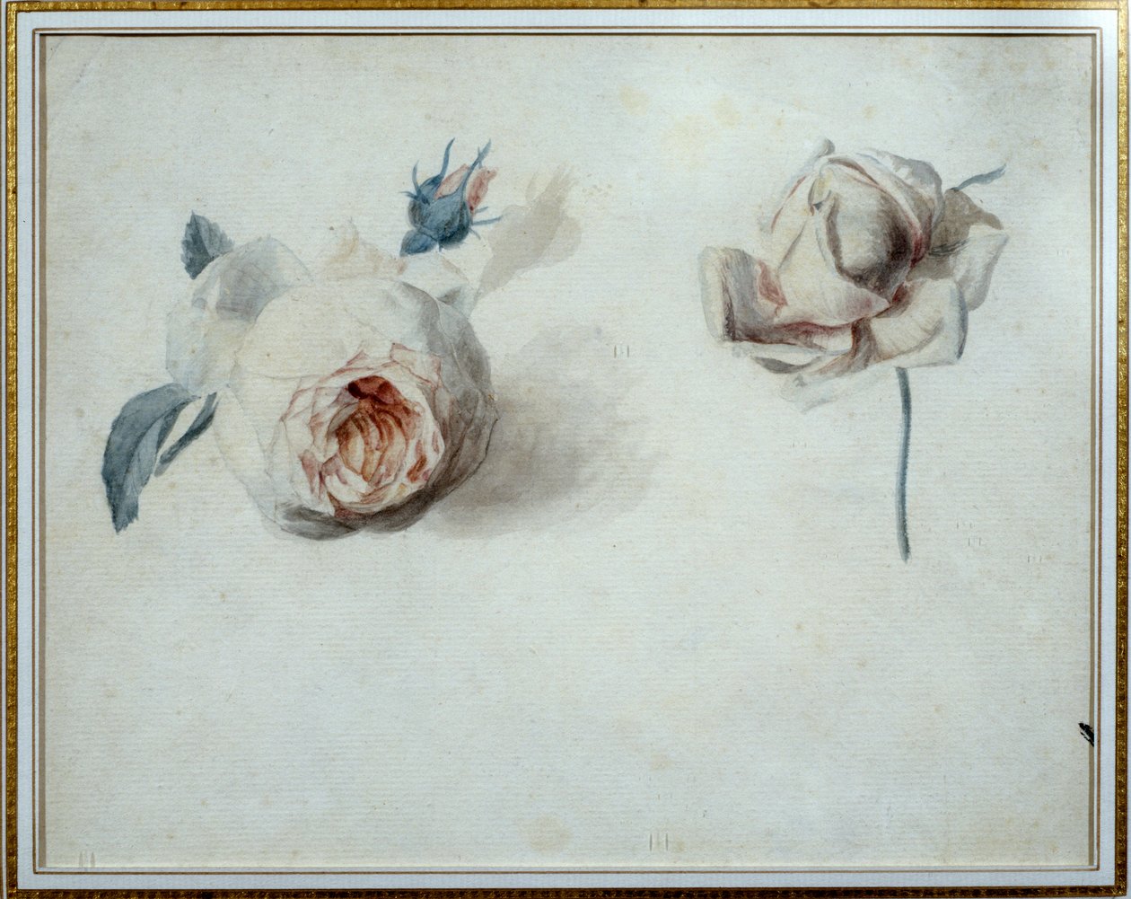Rosenstudie von Pierre Joseph Redouté