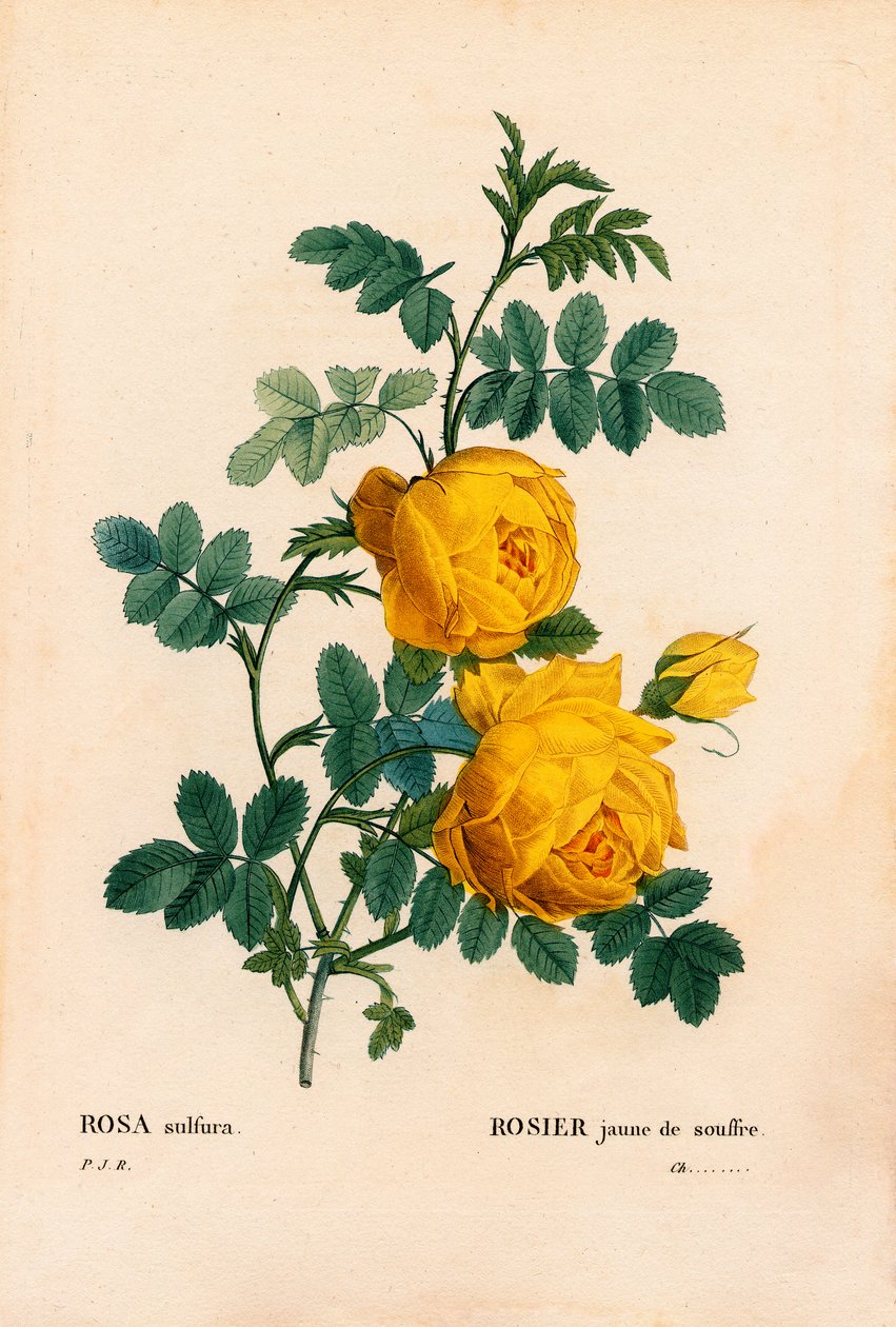 Rosa sulfur, Rosa hemisphaerica, Gelbe Schwefelrose. Handkolorierter Kupferstich aus Pierre Joseph Redoutés „Les Roses“, Paris von Pierre Joseph Redouté