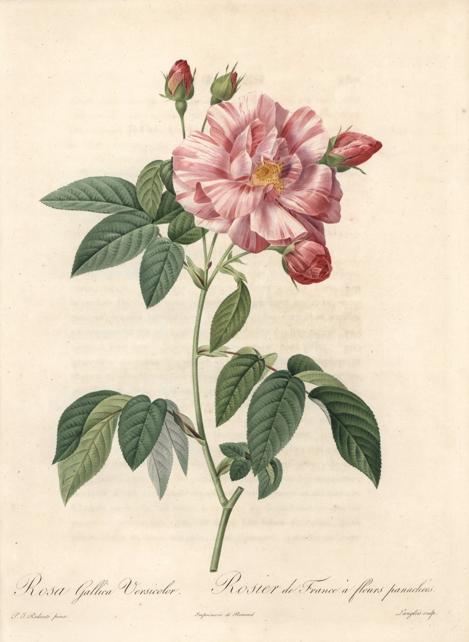 Rosier de France oder Rose de Provins, Varietät versicolor - Radierung von Langlois, nach einer Illustration von Pierre Joseph Redoute (1759-1840), aus Les Roses von Pierre Joseph Redouté