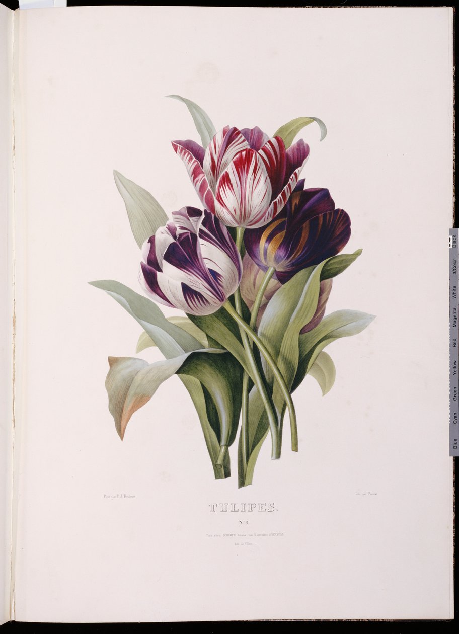 Tulpen, aus "Eine feine Serie von Blumensträußen" von Pierre Joseph Redouté