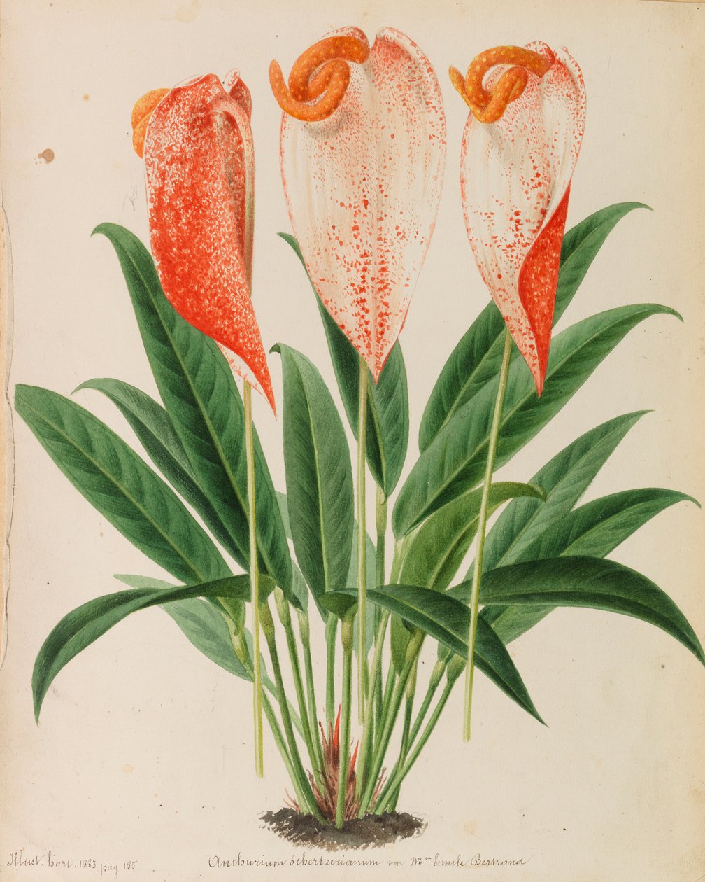Originale aus Veröffentlichungen der Gartenbau- und Baumpflege, 1878-1881 von Pieter Joseph de Pannemaeker