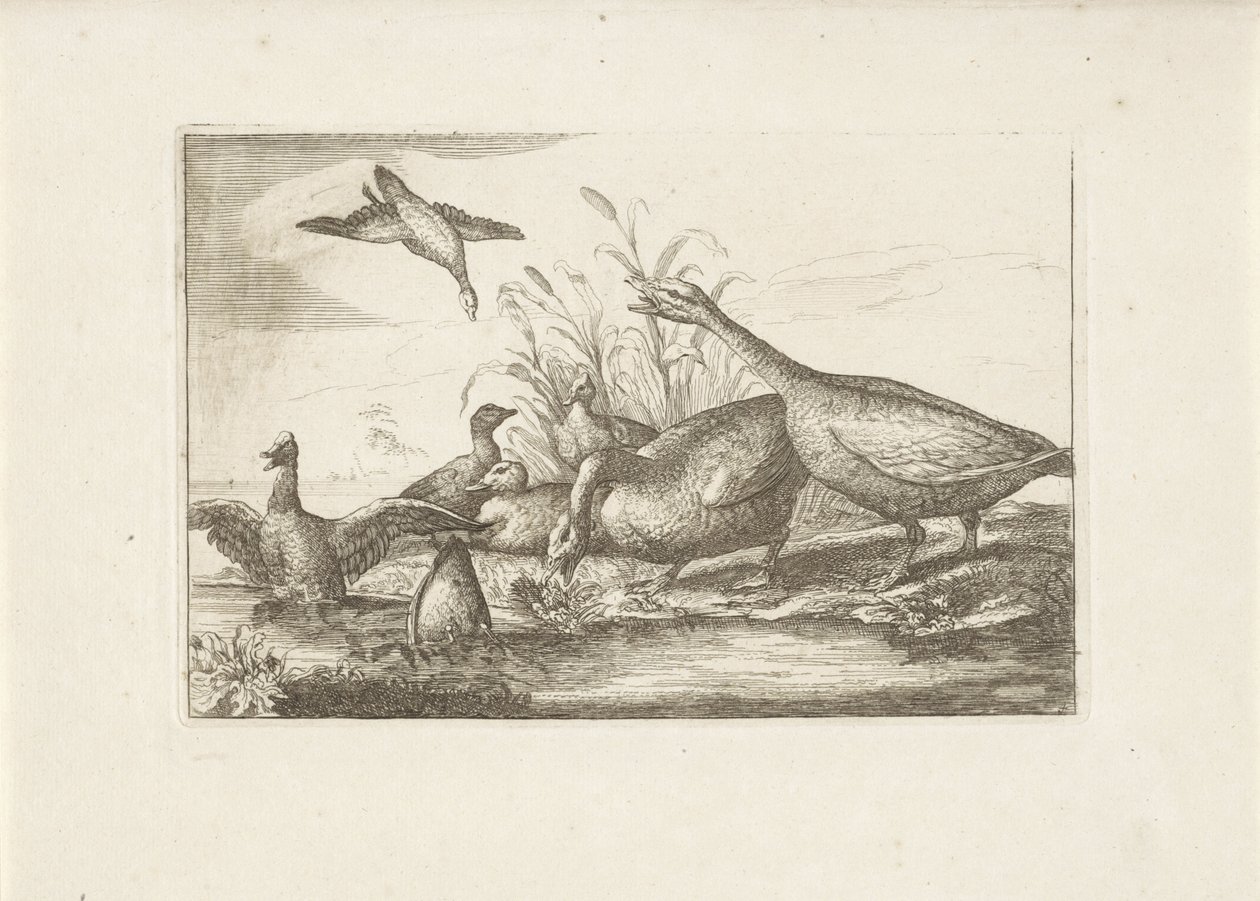 Enten und Gänse von Pieter Schenk (I) (attributed to)