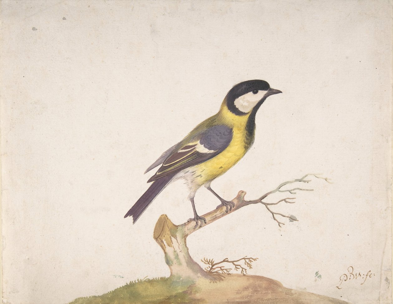 Eine Kohlmeise Parus major auf einem Ast sitzend, 1670-93 von Pieter Withoos