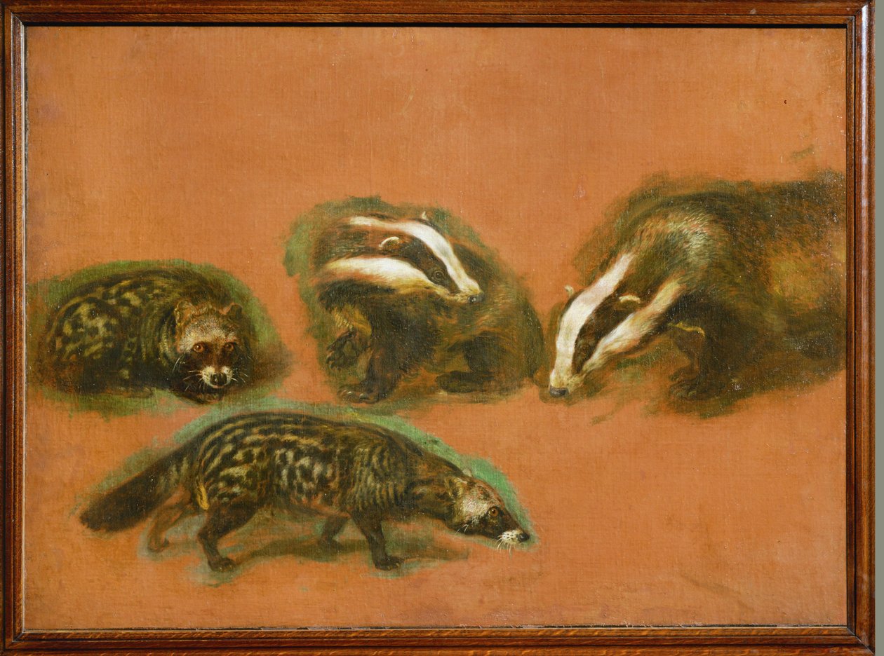 Ein Zibetkatze und ein Dachs von Pieter or Peter Boel