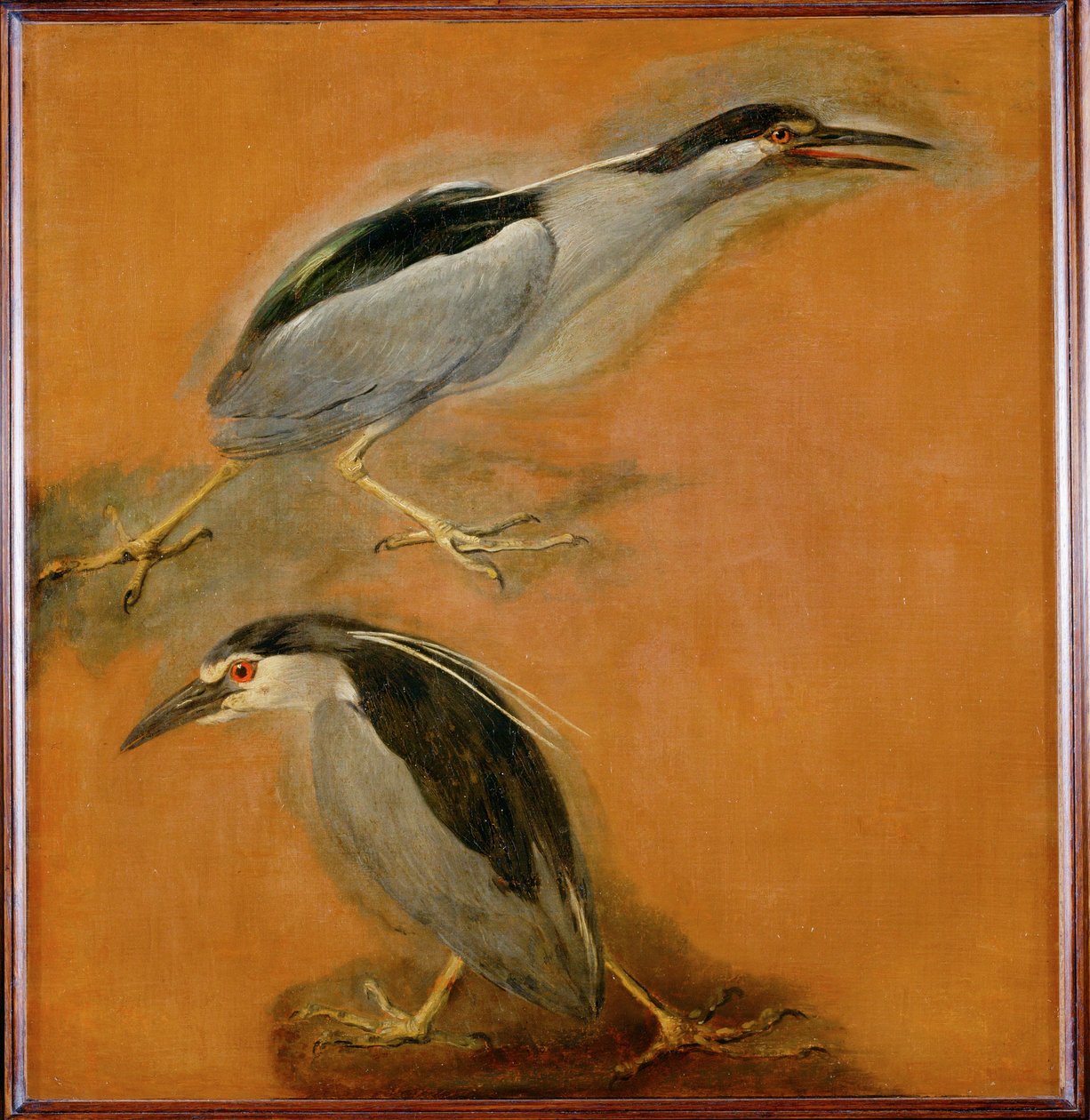 Zwei Reiher von Pieter or Peter Boel