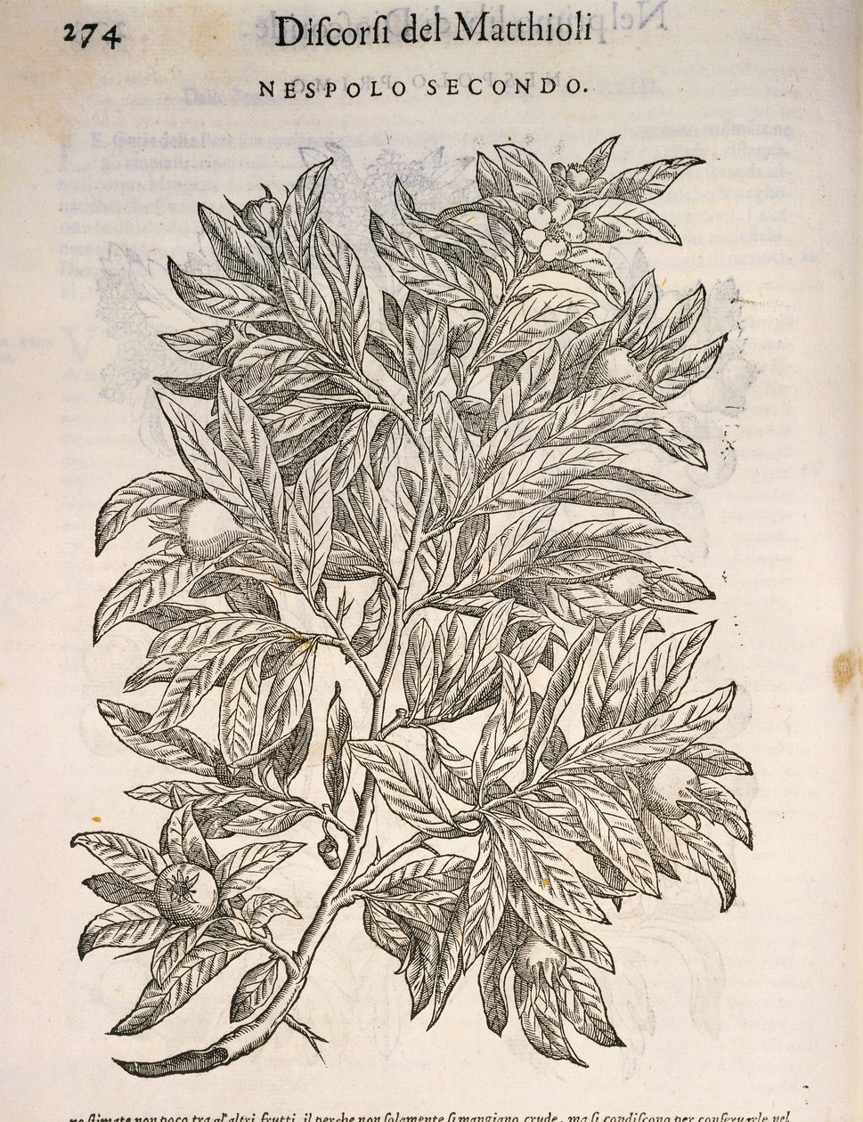 Mispel, Gravur von Pier Andrea Mattioli von Pietro Andrea Mattioli