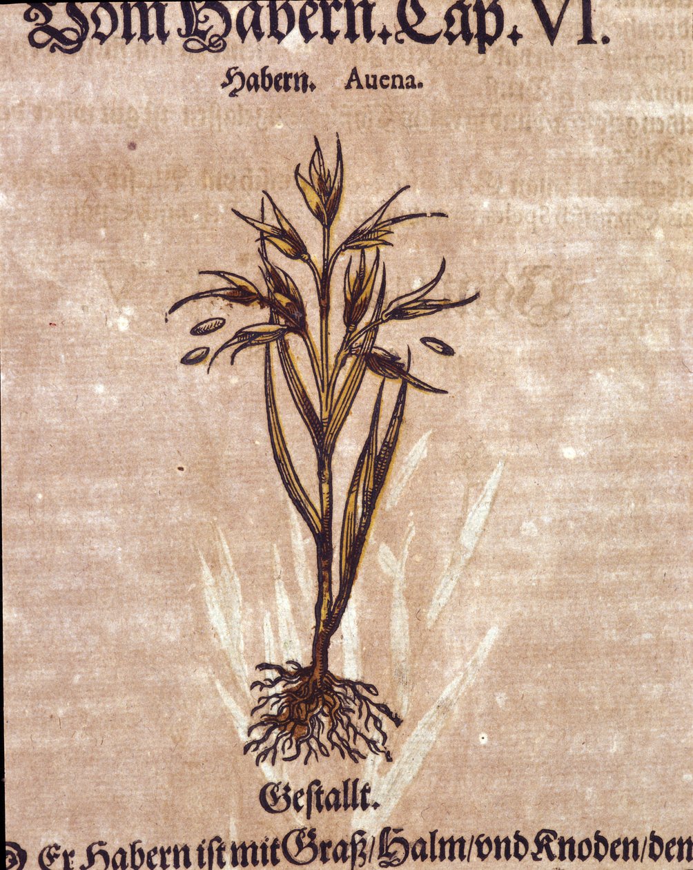 Herbarium: Hafer. Gravur in „Kreutterbuch Dess Hochgelehrten und weitberühmten Herrn D. Petri Andreae Matthioli“ von Pietro Andrea Mattioli von Pietro Andrea Mattioli