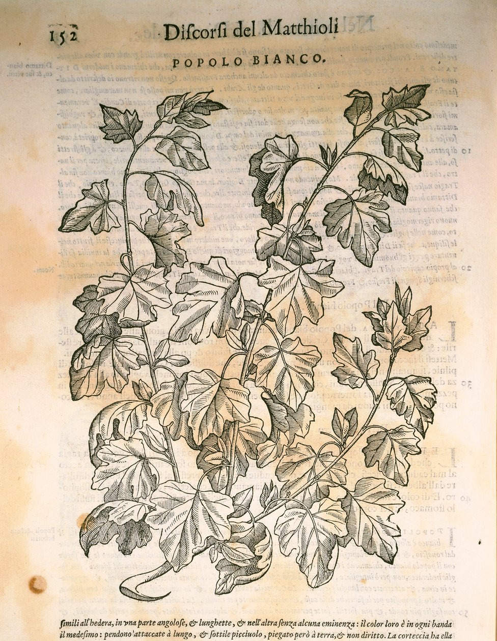 Pappel (Populus), Gravur von Pier Andrea Mattioli von Pietro Andrea Mattioli