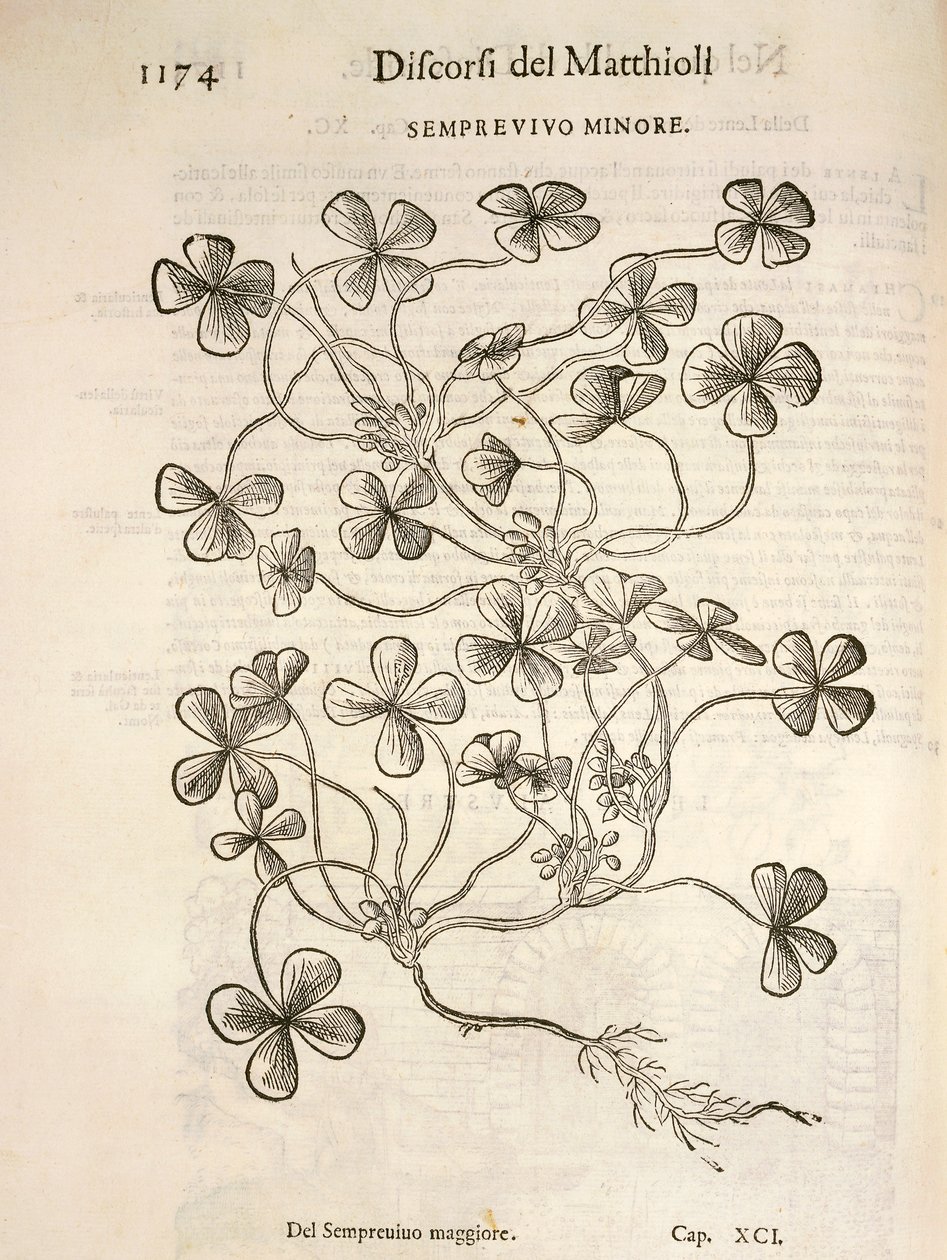Sempervivum (Semprevivo minore), Gravur von Pier Andrea Mattioli von Pietro Andrea Mattioli