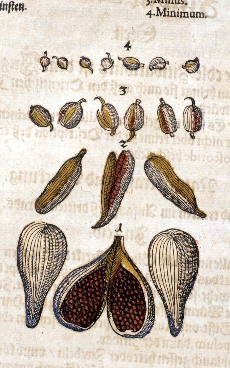 Der Kardamom. Gravur - in „Kreutterbuch Dess Hochgelehrten und weitberühmten Herrn D. Petri Andreae Matthioli“ von Pietro Andrea Mattioli (Matthiole) (1500-1577). Frankfurt von Pietro Andrea Mattioli