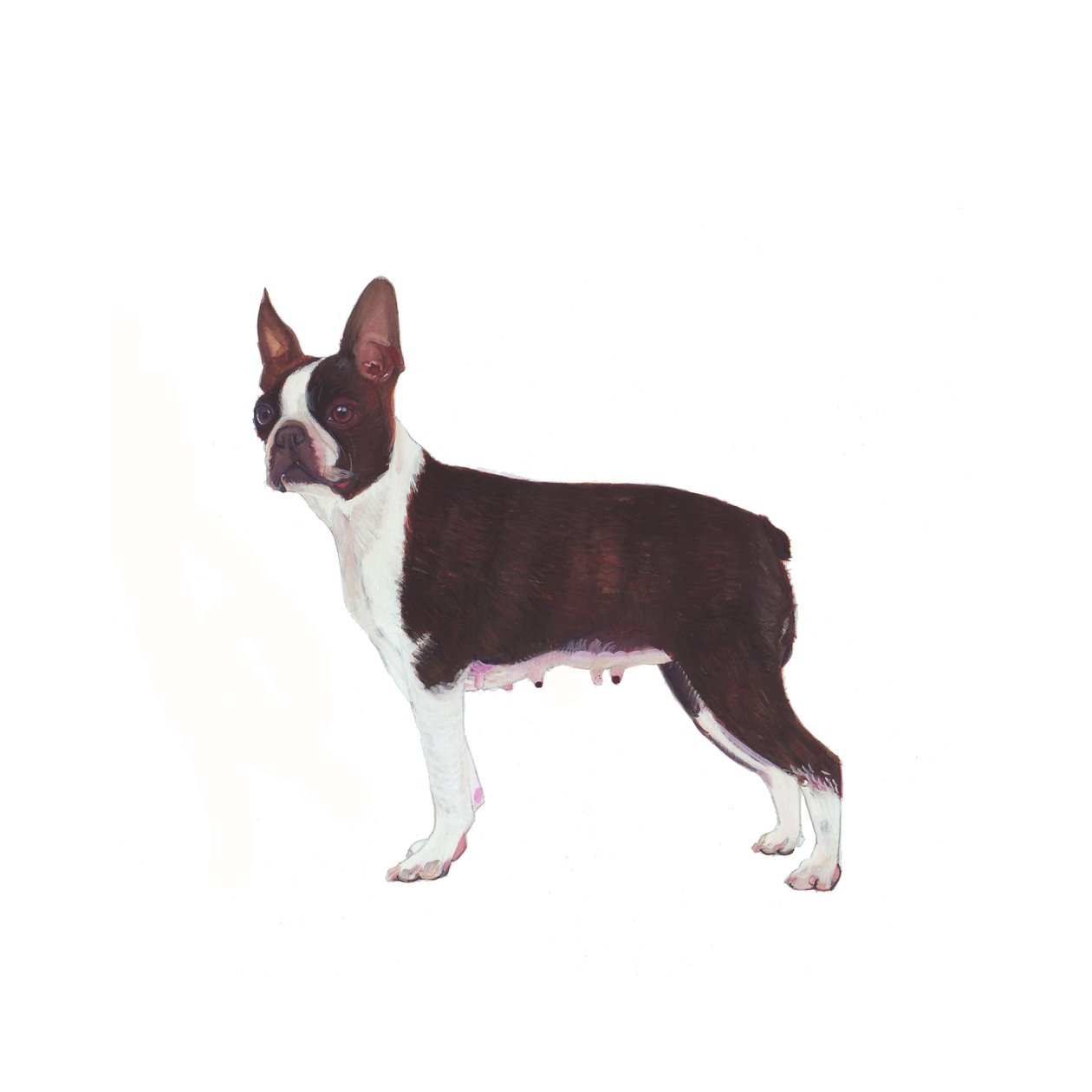 Boston Terrier von Polly Horner