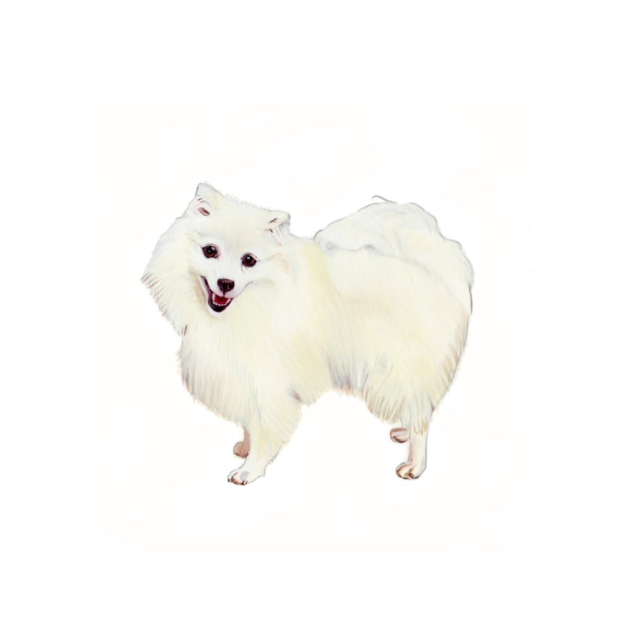 Japanischer Spitz, 2011 von Polly Horner