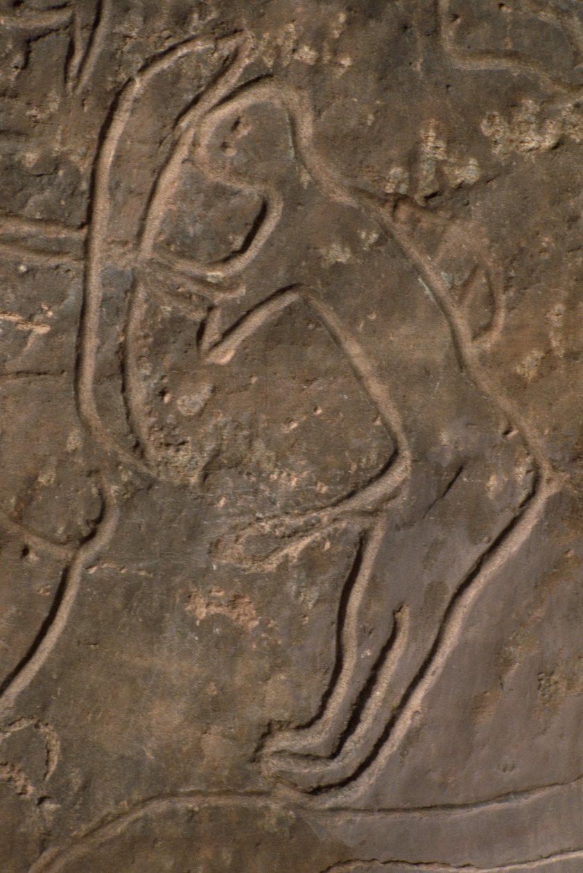 Menschliche Figur und Stierkopf (Felsgravur) von Prehistoric
