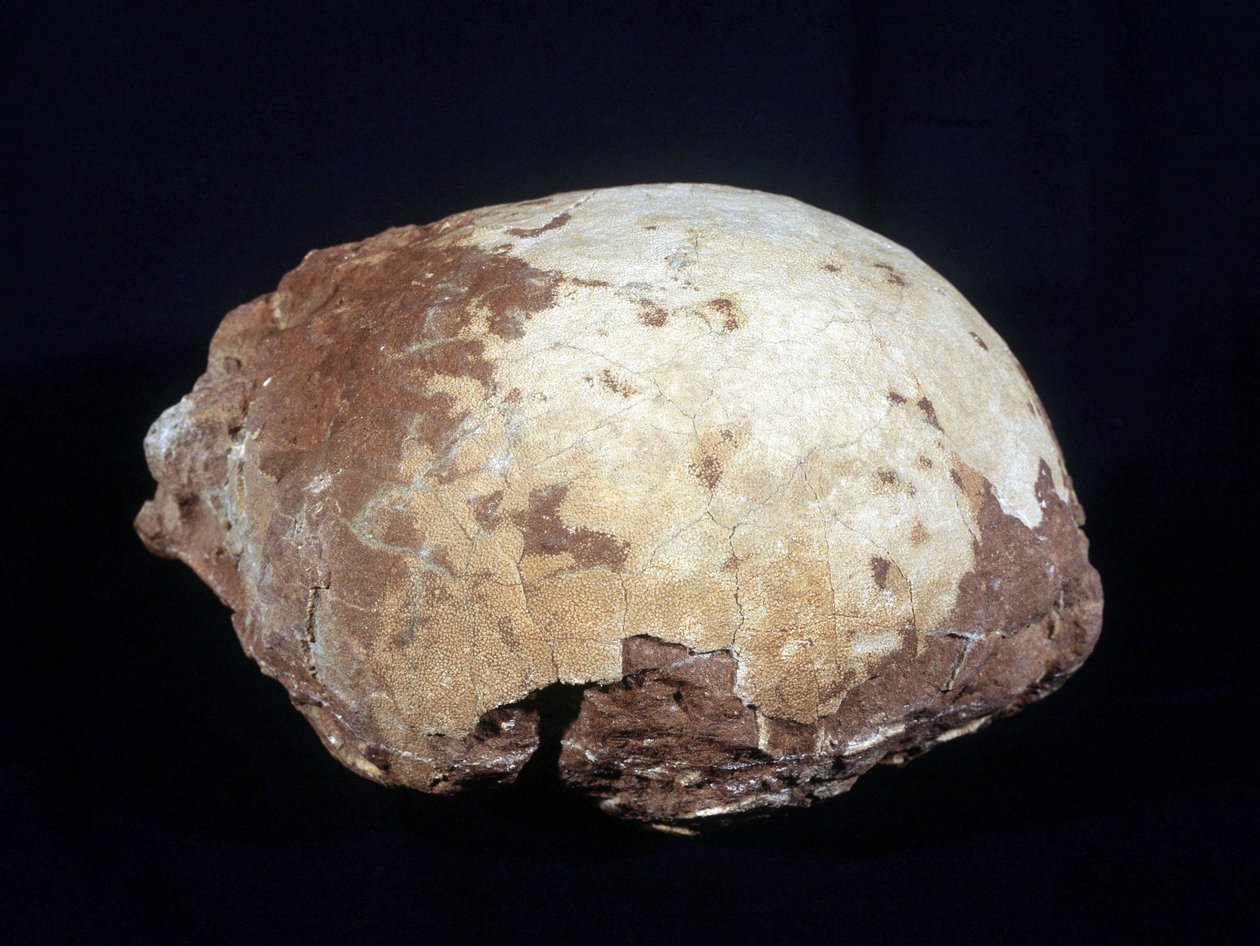 Ei zugeschrieben Hypselosaurus Priscus: großer Dinosaurier (ca. 12 m) Pflanzenfresser der späten Kreidezeit (-65 Millionen Jahre) gefunden in der Provence. Naturhistorisches Museum von Aix en Provence. von Prehistoric Prehistoric
