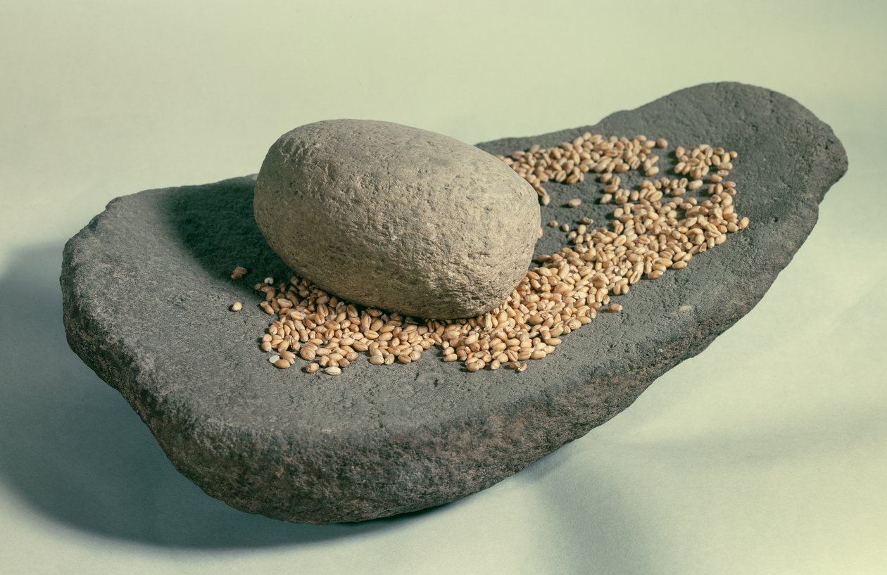 Vorgeschichte: Schlafendes Rad mit Körnern (Neolithikum). Frankreich. Saint Germain En Laye, Museum der Antiquitäten von Prehistoric Prehistoric
