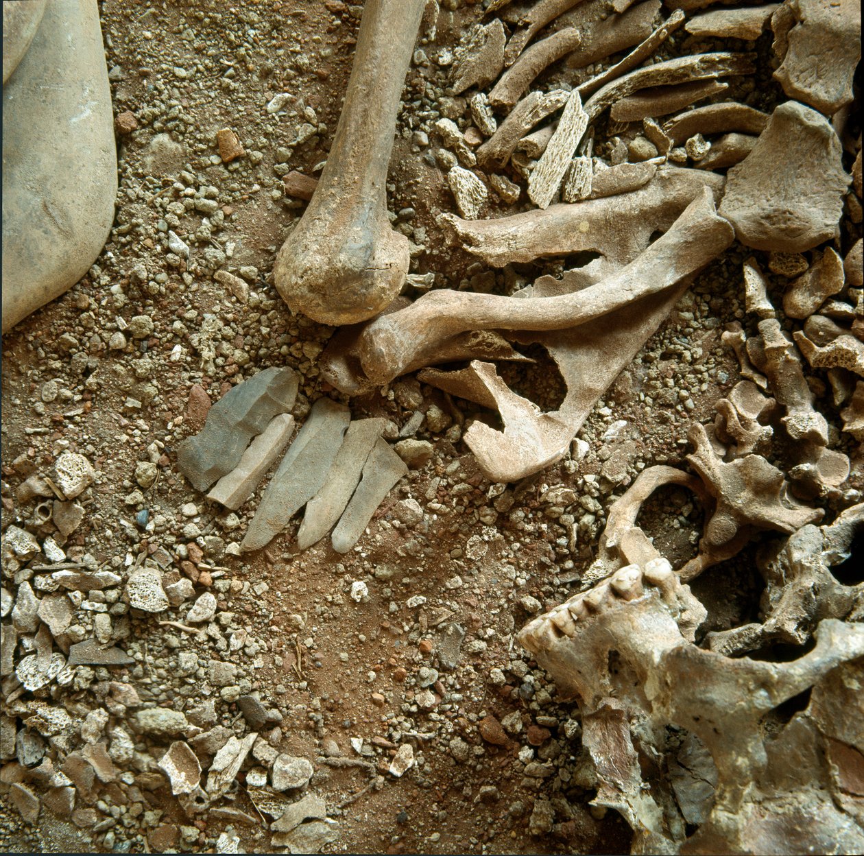 Vorgeschichte: Doppelte Bestattung von Erwachsenen und Kindern. Detailansicht des Grabbeigaben aus der Höhle Candid Arene (Finale Liguria), Ligurien. Mesolithikum, 7000-6000 v. Chr. Genua, Museo di Archeologia Ligure von Prehistoric Prehistoric
