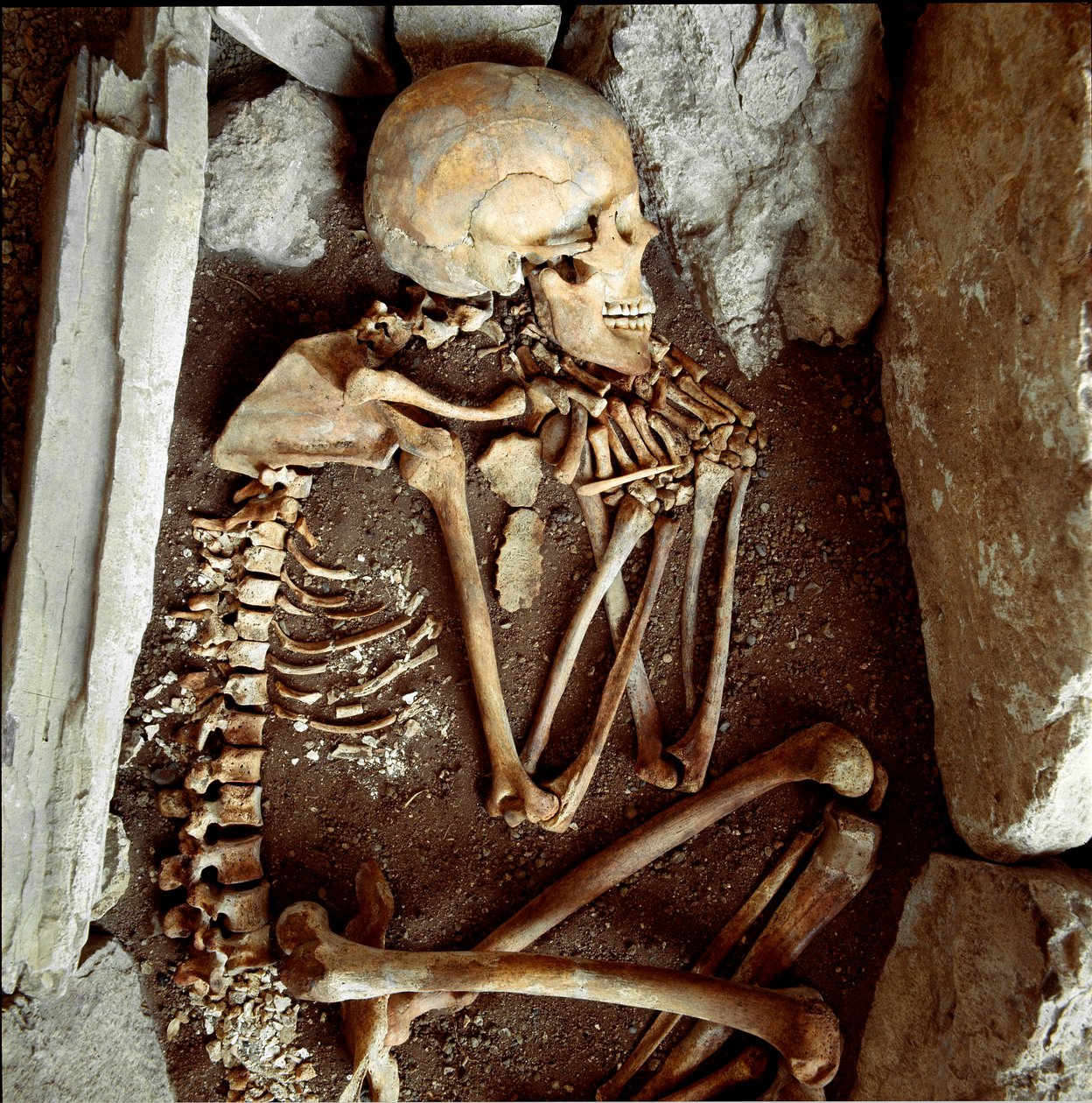 Prähistorie: weibliches Skelett aus der Höhle der Candide Arene (Finale Ligure). Steinzeit, Neolithikum. Genua, Museo di archeologia Ligure von Prehistoric Prehistoric