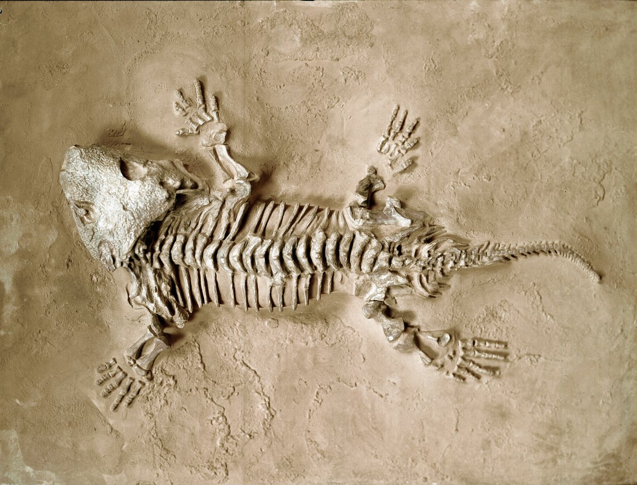 Vorgeschichte: Fossil des Seymouria Bayolorensis Amphibienreptils aus Texas, USA. Perm. Museo civico di storia naturale, Mailand von Prehistoric Prehistoric