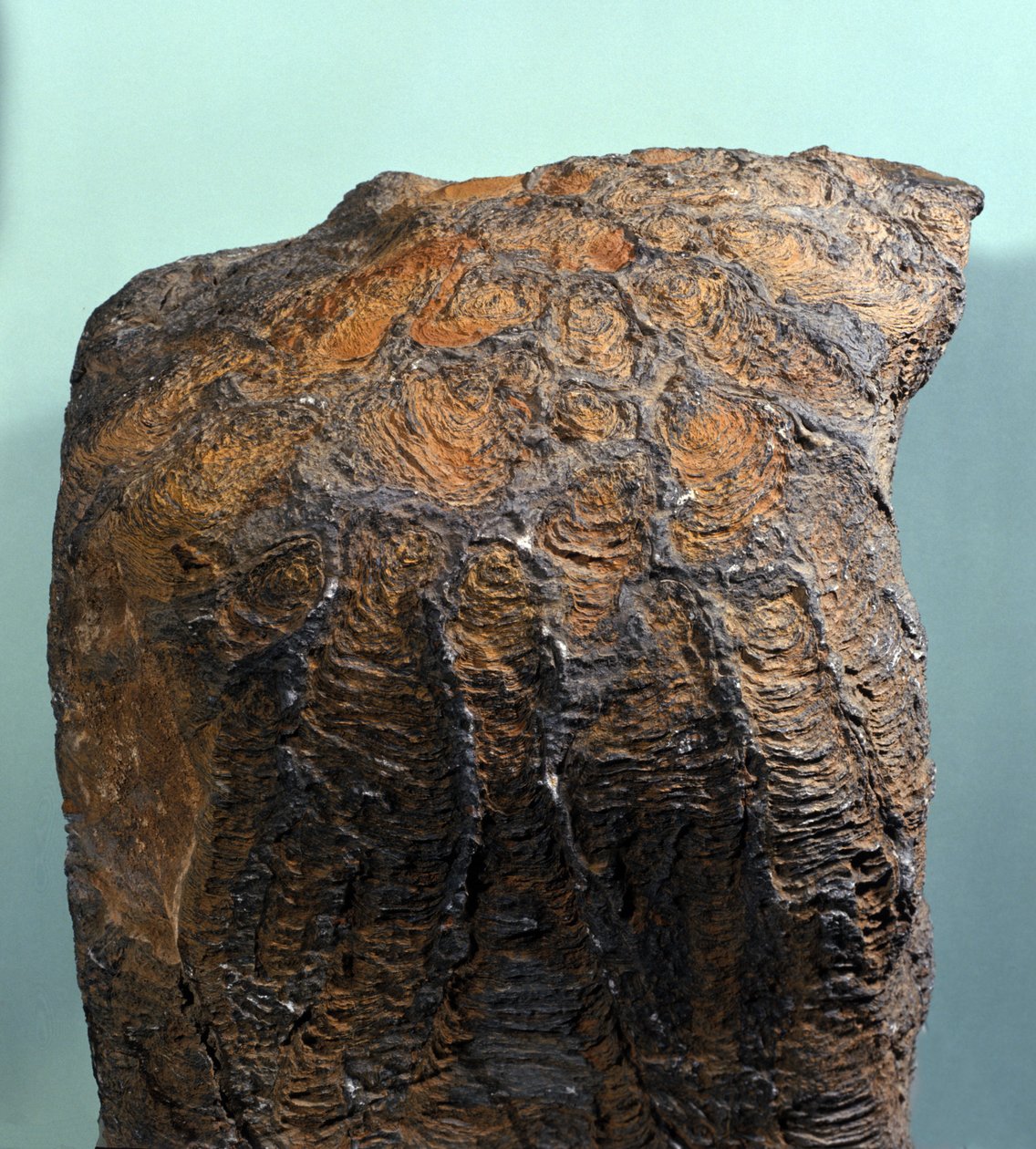 Vorgeschichte: Fossil von Stromatolith, Meeresgestein, archäozoisches Zeitalter. Gefunden in Mauretanien. von Prehistoric Prehistoric