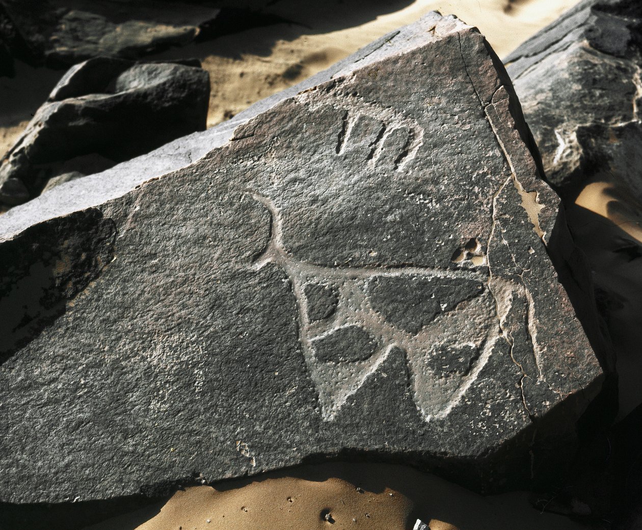 Urgeschichte, Felskunst: Gravur eines Rindes. Tazina-Stil. Steinzeit 5000-2000 v. Chr. Taghit, Hochplateau des Hoggar (Ahaggar), Algerien von Prehistoric Prehistoric