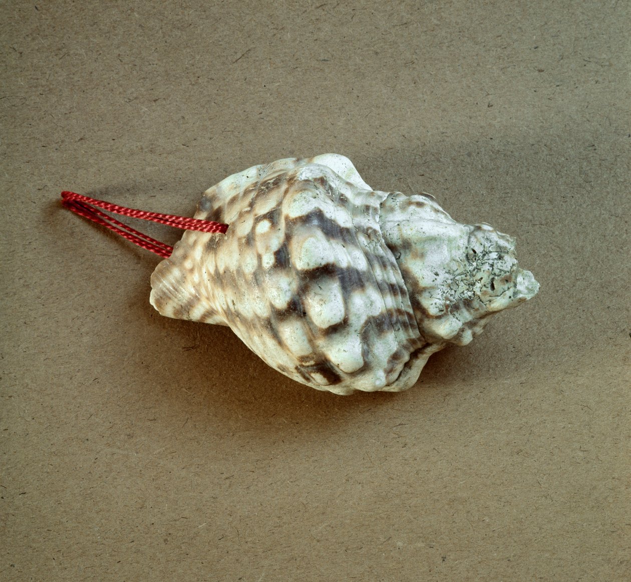 Prähistorie: durchbohrte Tritonmuschel, verwendet als Pfeife aus der Nekropole von Arene Candide (Finale Liguria), Ligurien. Mittleres Neolithikum, Steinzeit. Genua, Museo di archeologia Ligure von Prehistoric Prehistoric