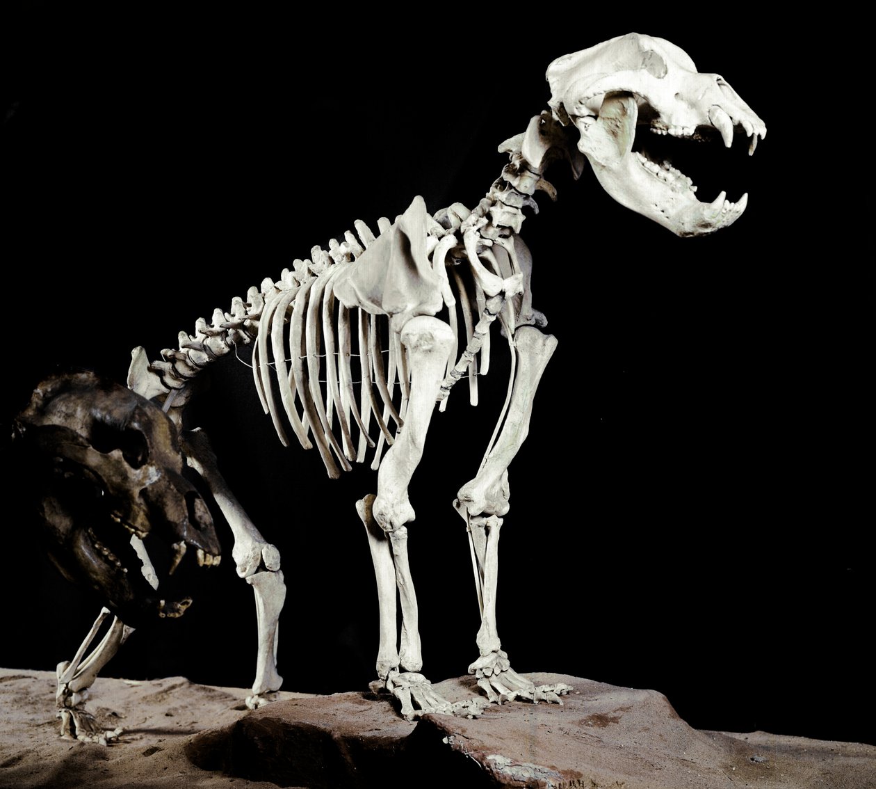 Prähistorie: Skelett des Höhlenbären (Ursus spelaeus) aus den Höhlen del Bandito a Roaschia in Italien. Periode des Pleistozäns. Museo civico di storia naturale, Mailand von Prehistoric Prehistoric