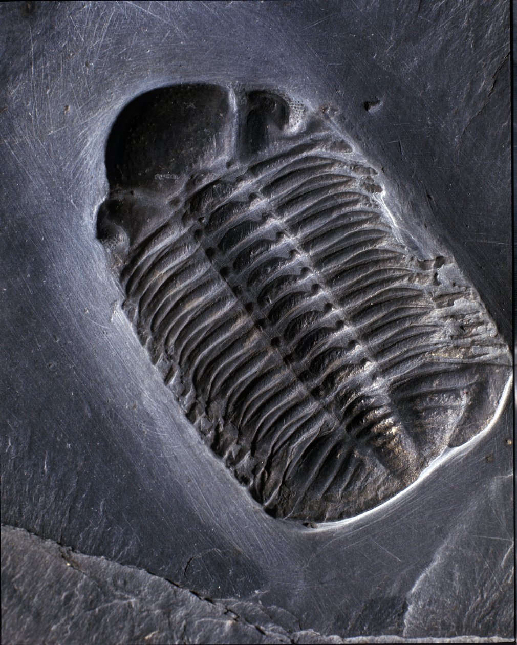 Urgeschichte: Trilobit Phacops Rana Fossil (Gliederfüßer). Zeitalter ...