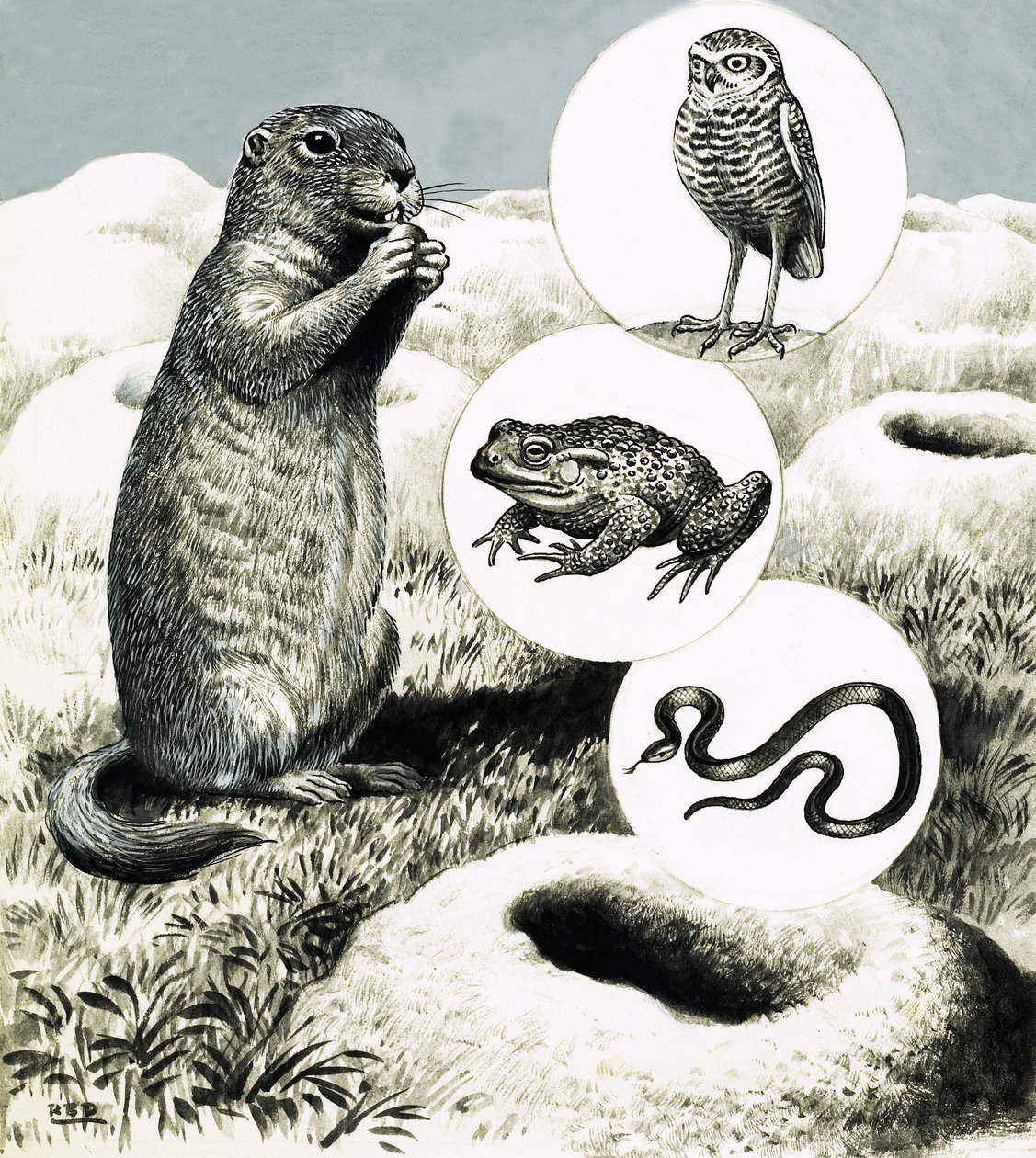 Die aufwendigen Bauten des Präriehundes von R.B. Davis