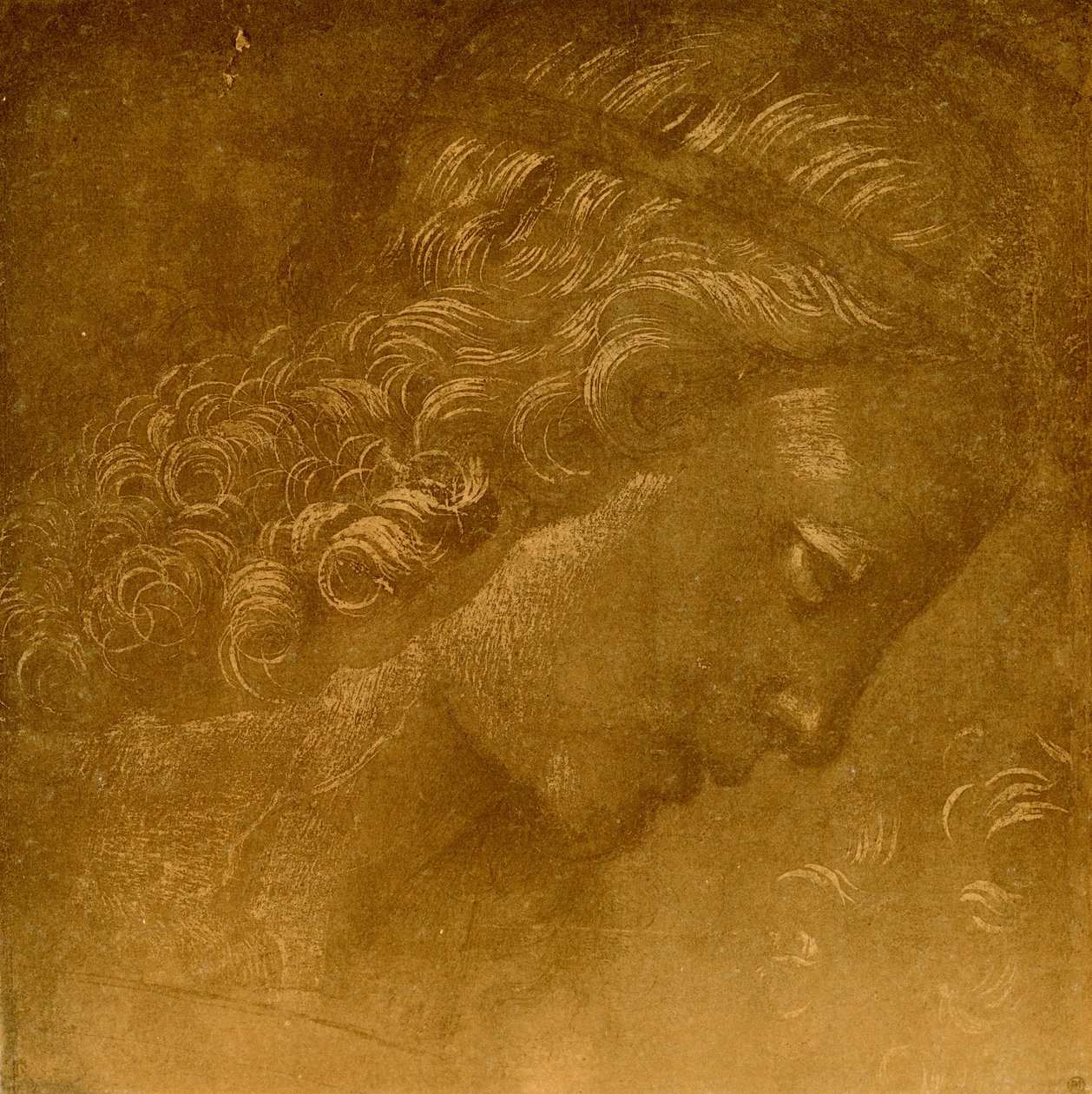 Studie eines Engelkopfes von Raffaellino del Garbo