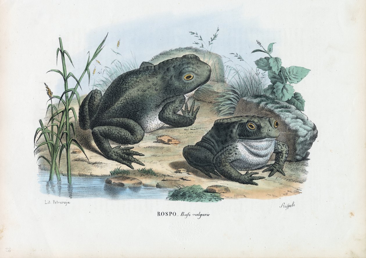 Gewöhnliche Kröte, 1863-79 von Raimundo Petraroja