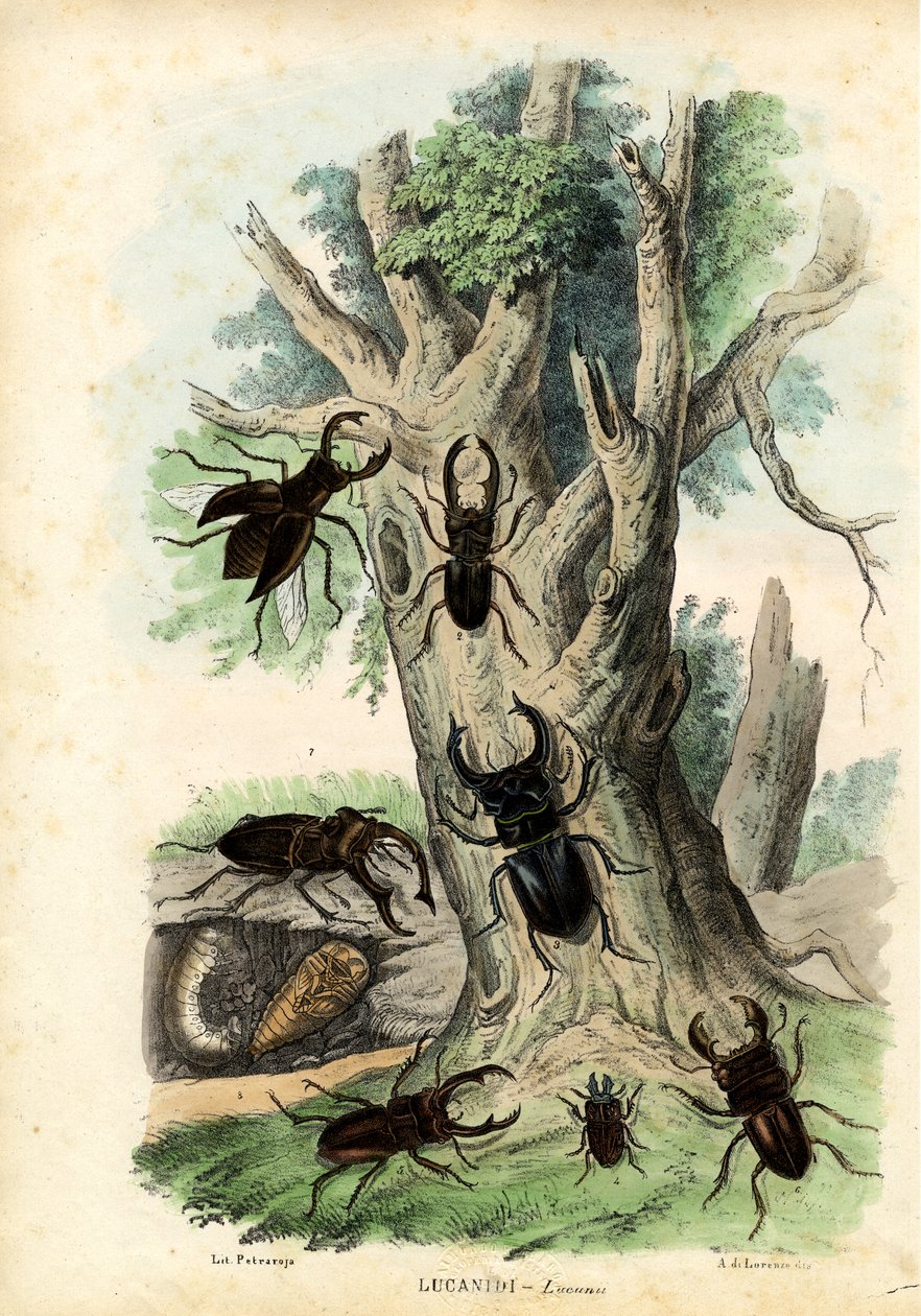 Skarabäuskäfer, 1863-79 von Raimundo Petraroja