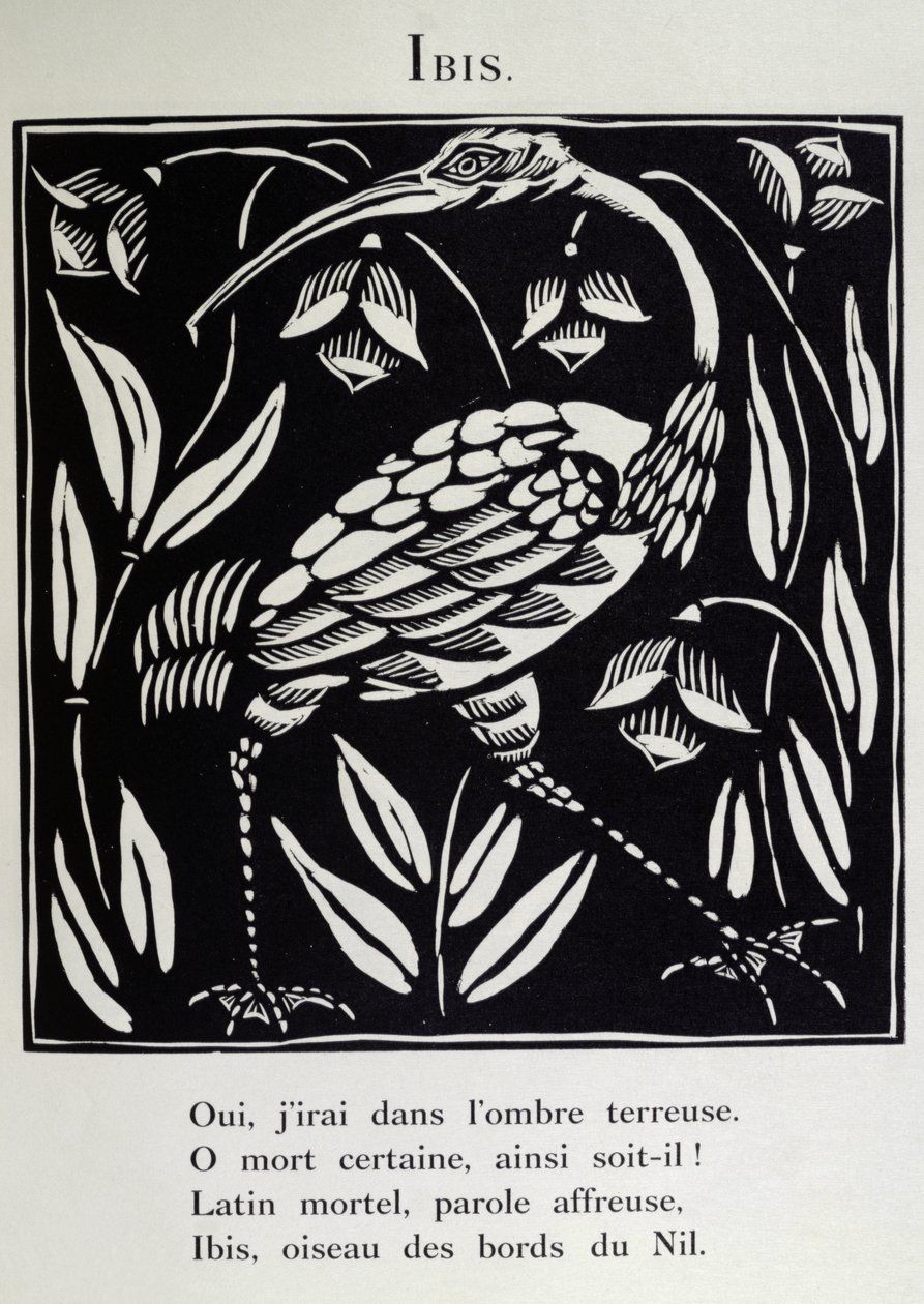Der Ibis, Illustration aus 