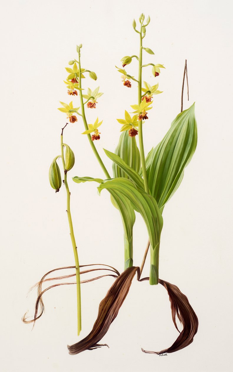 Calanthe tricarinata von Raymond Booth