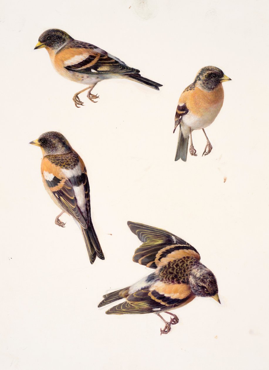 Vier Studien eines Bergfinks von Raymond Booth