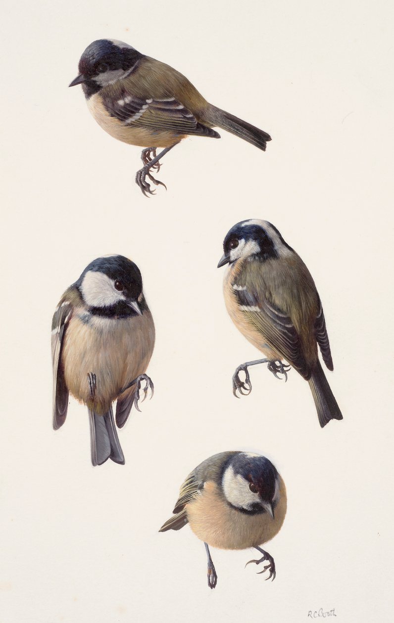 Vier Studien einer Kohlmeise von Raymond Booth