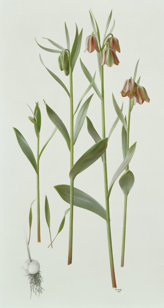 Fritillaria Hermonis Amana von Raymond Booth