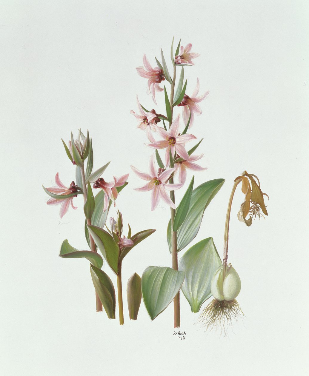 Fritillaria Stenanthera von Raymond Booth