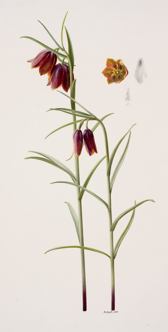 Fritillaria gracilis von Raymond Booth