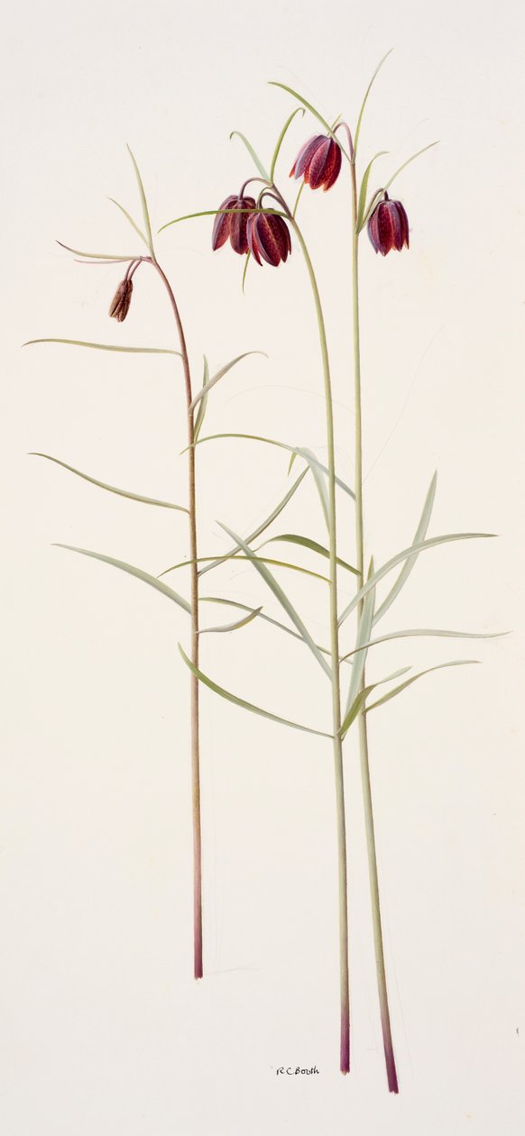 Fritillaria montana von Raymond Booth