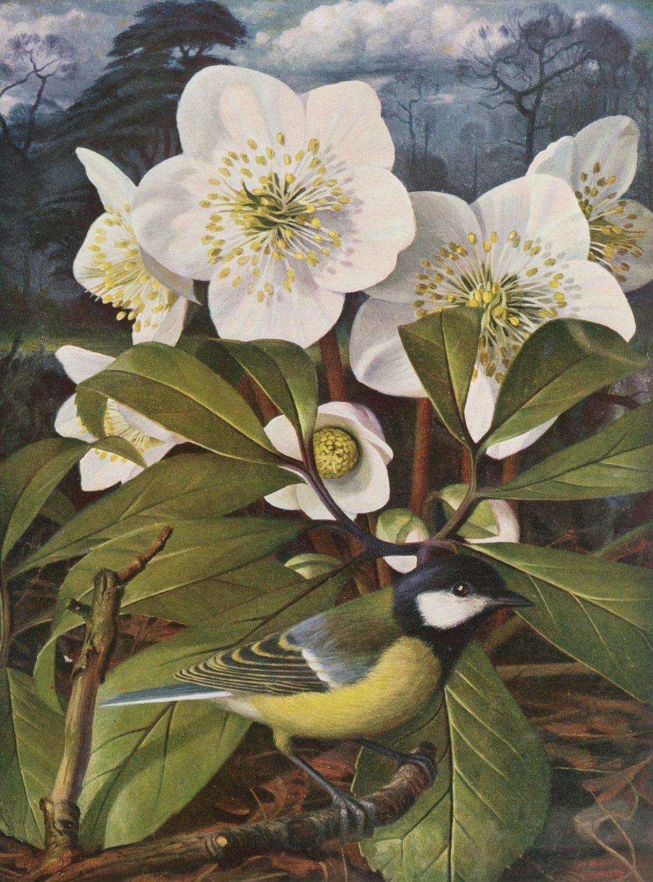 Kohlmeise mit Christrose von Raymond Booth