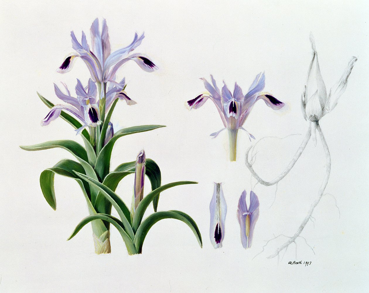 Iris Kuschakewiczii von Raymond Booth