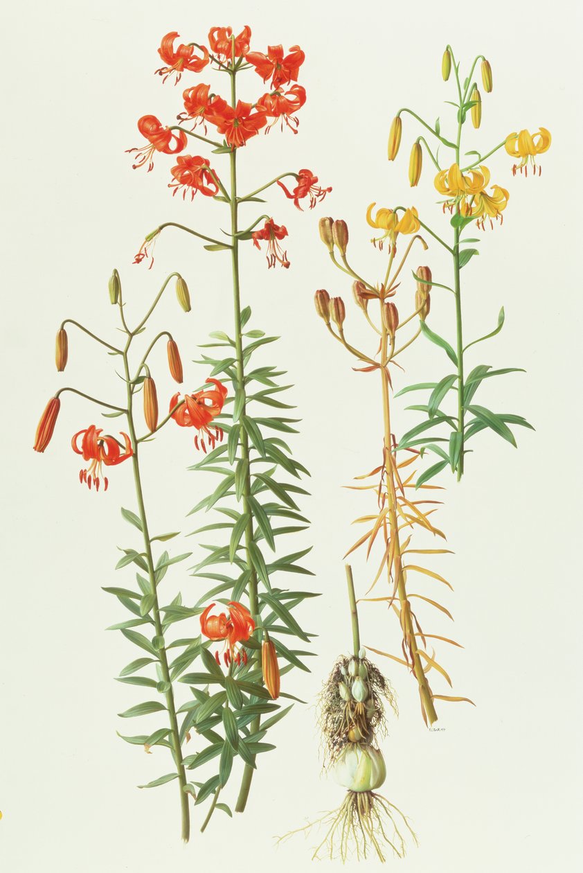 Lilium Amabile von Raymond Booth