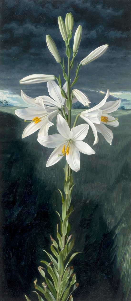 Madonnenlilie von Raymond Booth