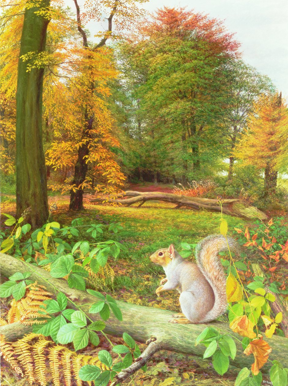 Eichhörnchen auf einem umgestürzten Baum von Raymond Booth