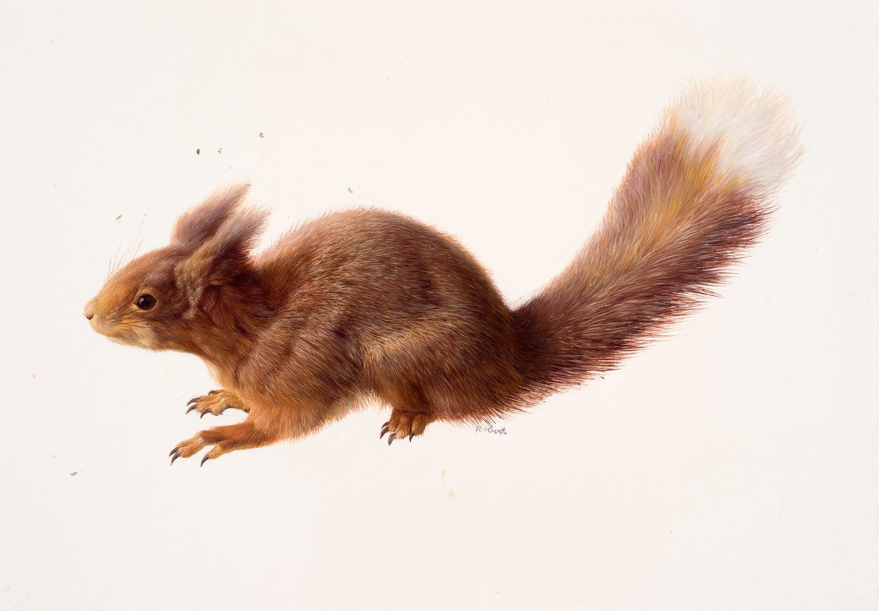 Studie eines Eichhörnchens von Raymond Booth