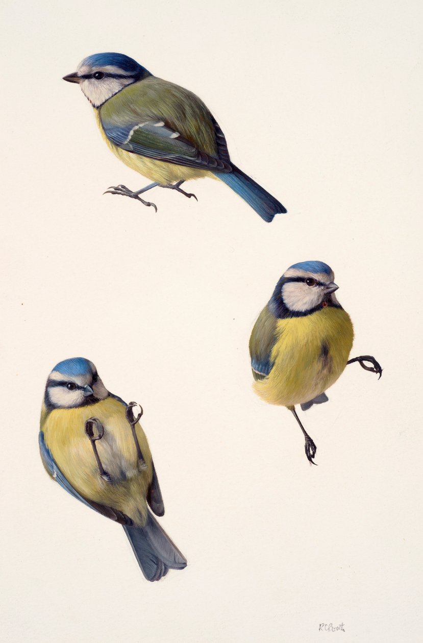Drei Studien einer Blaumeise von Raymond Booth
